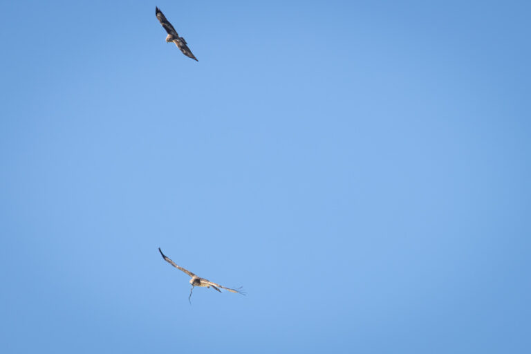 Schlangenadler