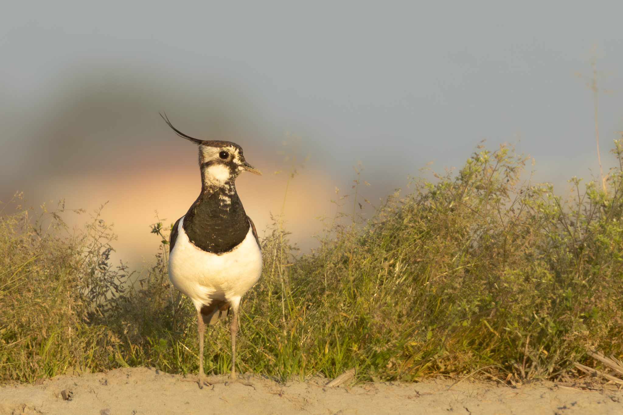 Kiebitz | Northern Lapwing | Vanellus vanellus