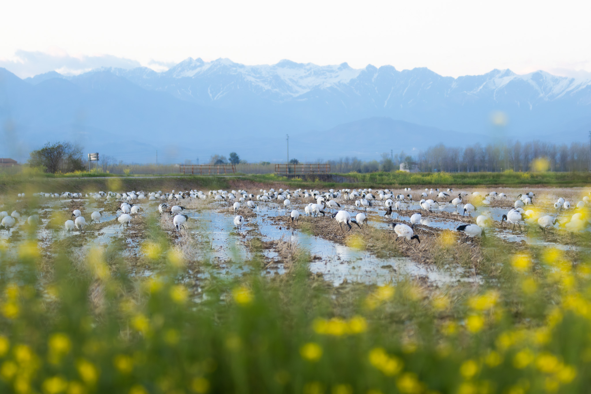 Heiliger Ibis | Sacred Ibis | Threskiornis aethiopicus