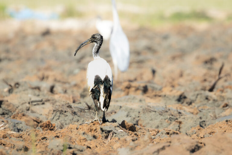 Heiliger Ibis