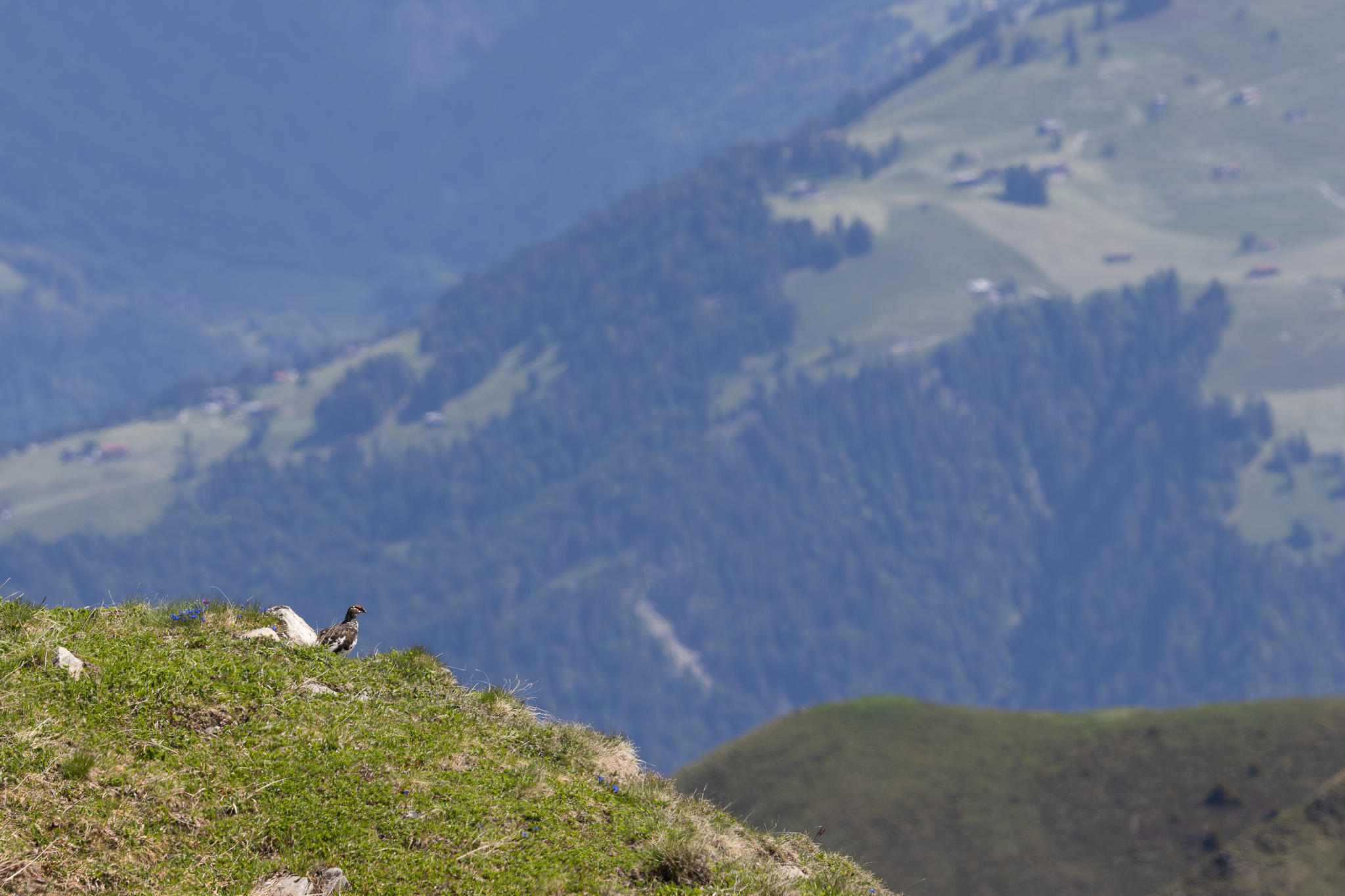 Alpenschneehuhn | Rock Ptarmigan | Lagopus muta