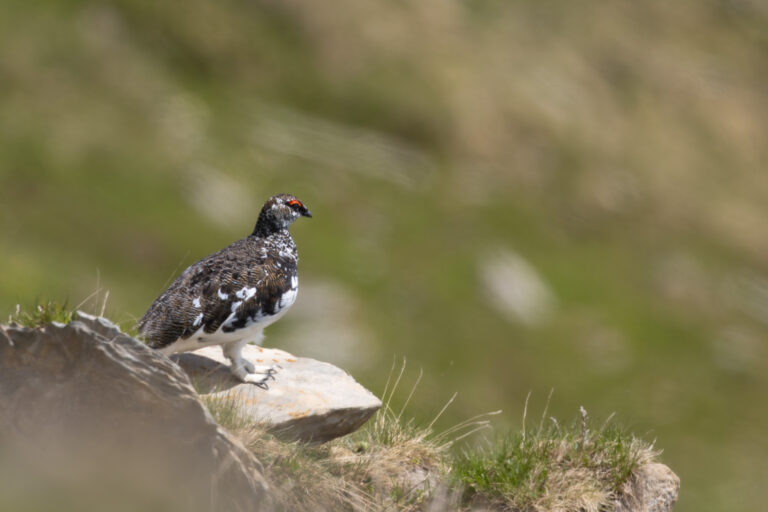 Alpenschneehuhn