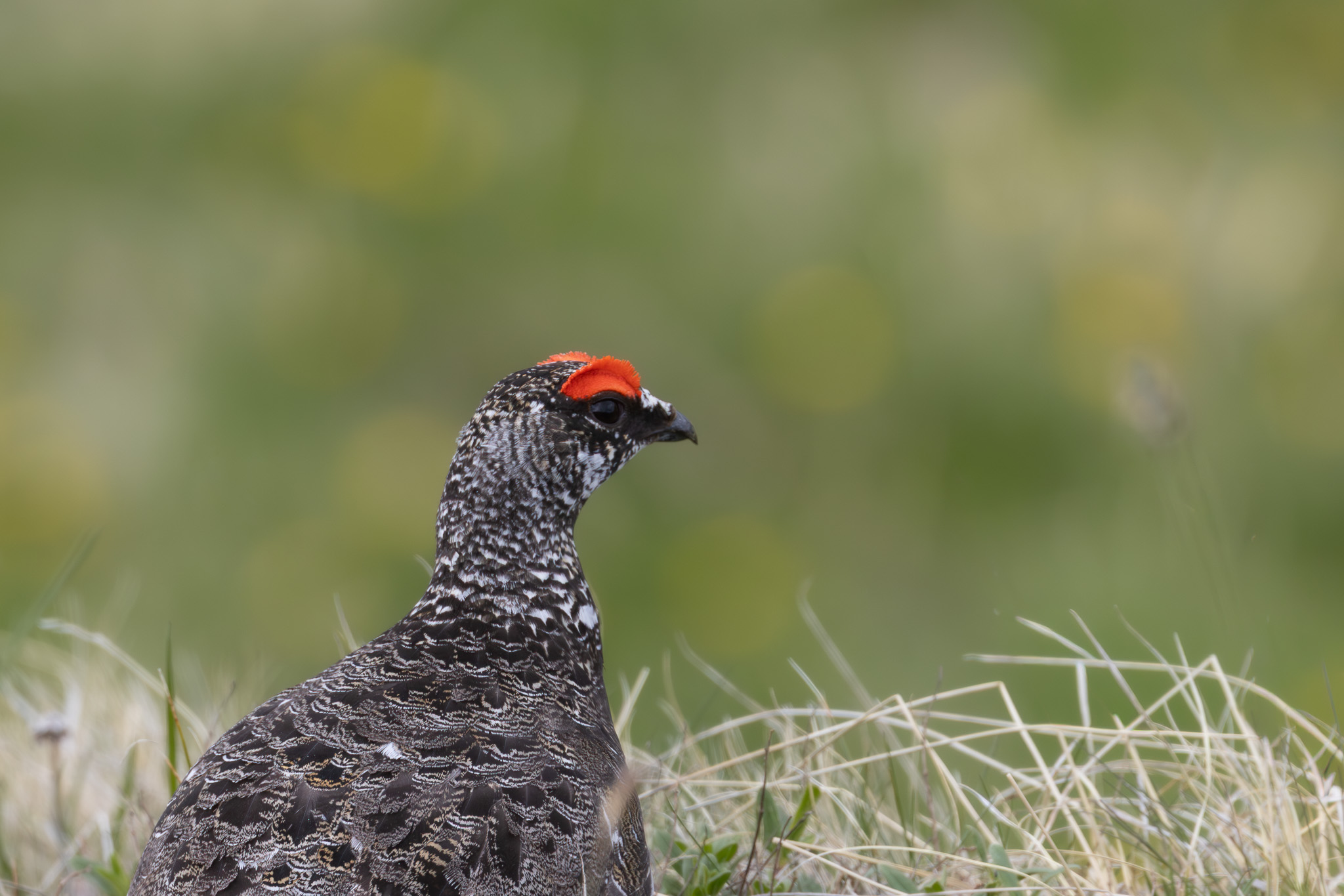 Alpenschneehuhn | Rock Ptarmigan | Lagopus muta