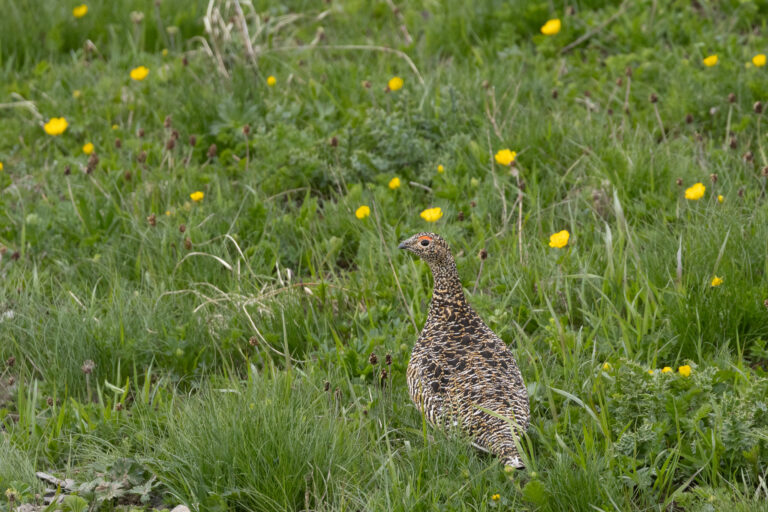 Alpenschneehuhn