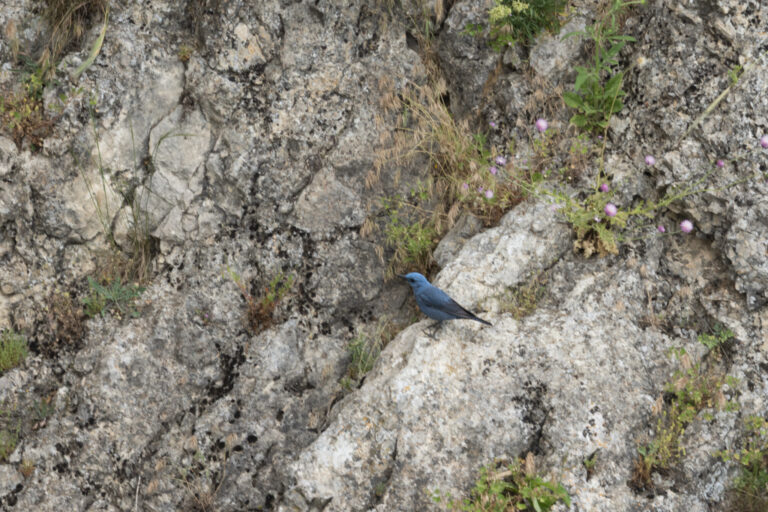 Blaumerle