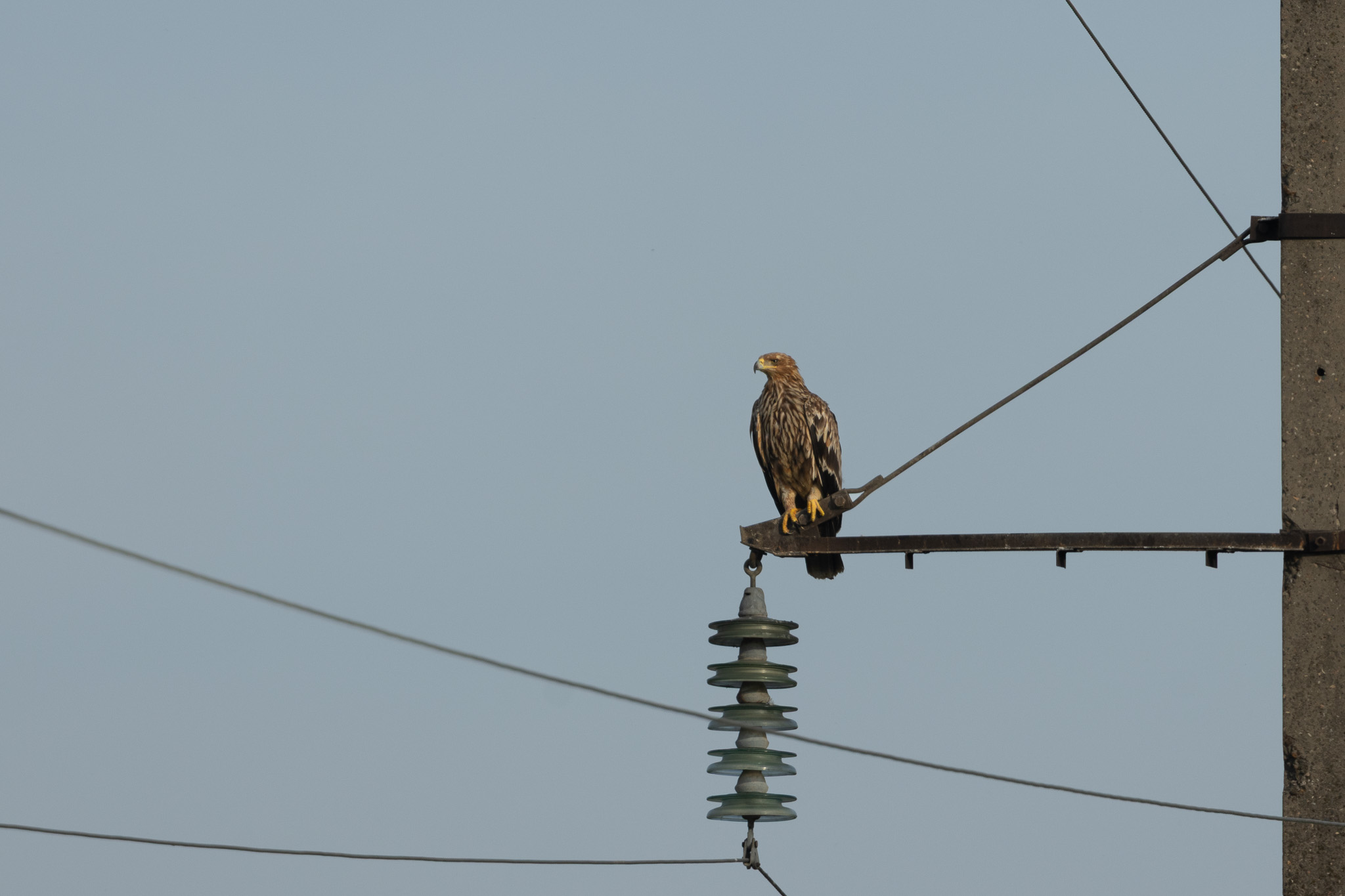 Kaiseradler | Eastern Imperial Eagle | Aquila heliaca
