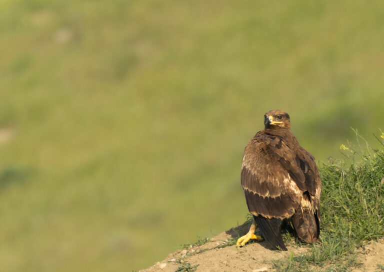 Steppenadler