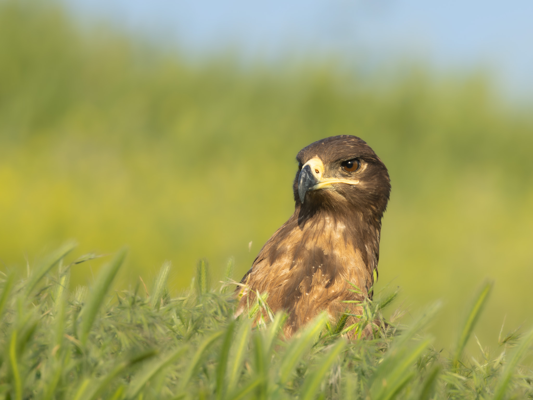 Steppenadler | Steppe Eagle | Aquila nipalensis