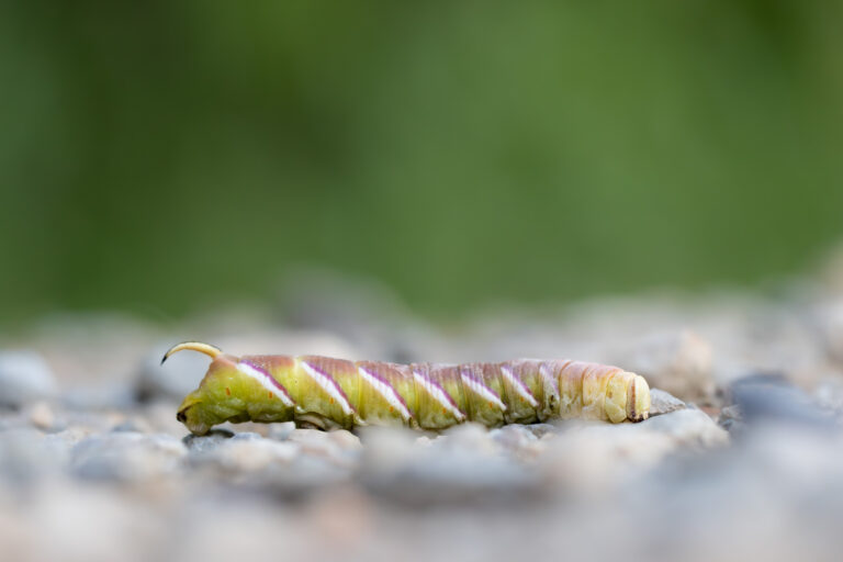 Kleine Lebewesen