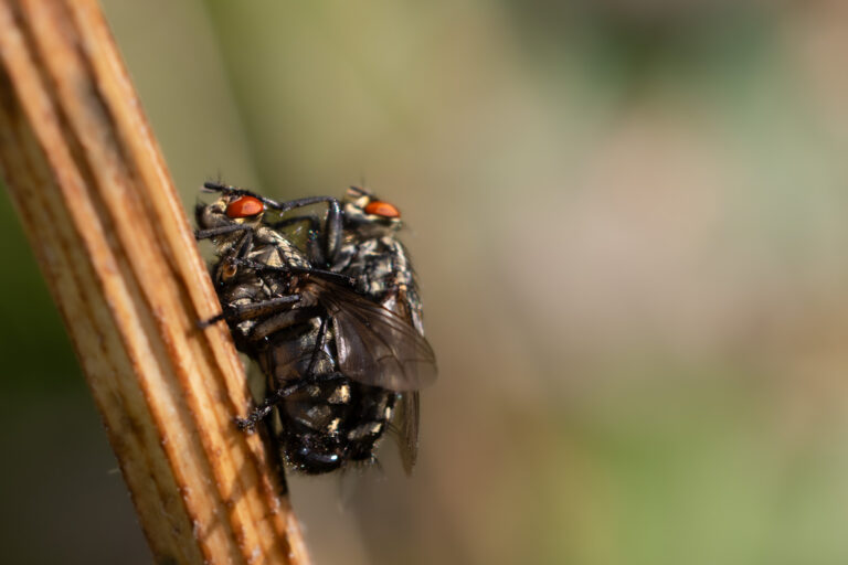 Kleine Lebewesen