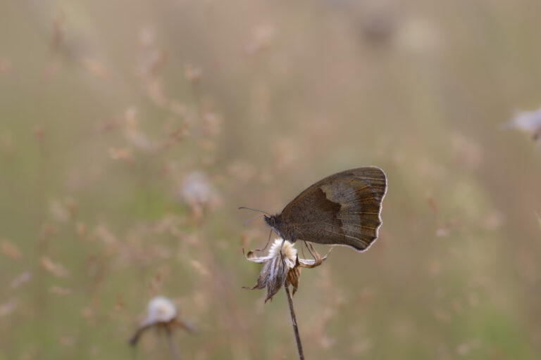 Schmetterlinge