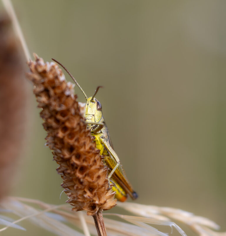 Kleine Lebewesen