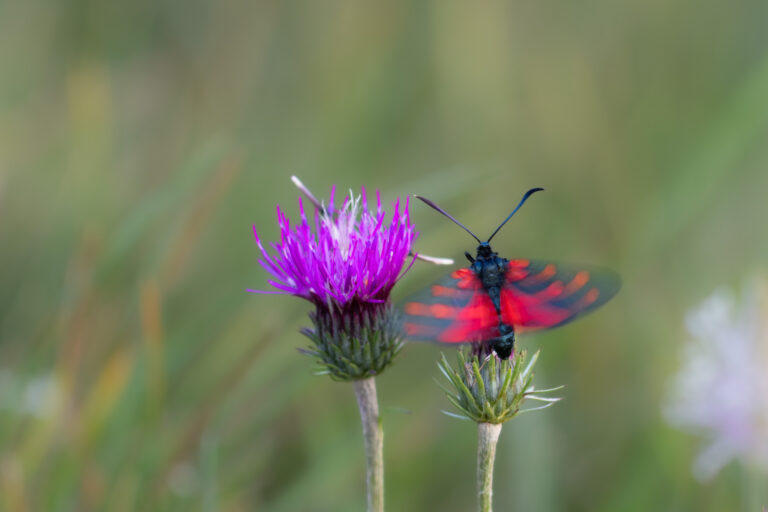 Schmetterlinge