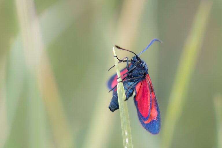 Schmetterlinge