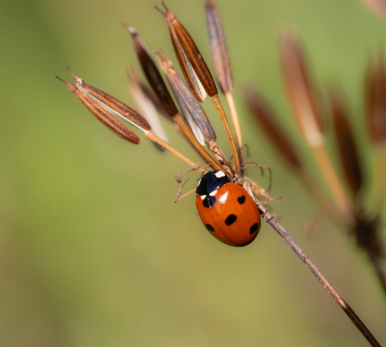 Kleine Lebewesen