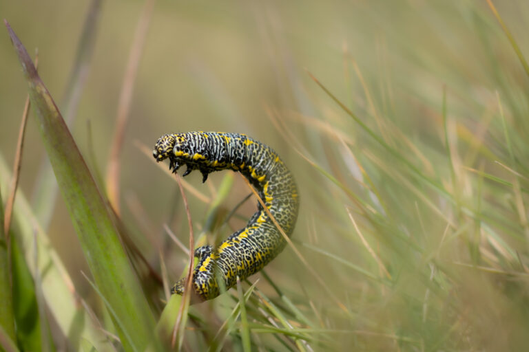 Kleine Lebewesen