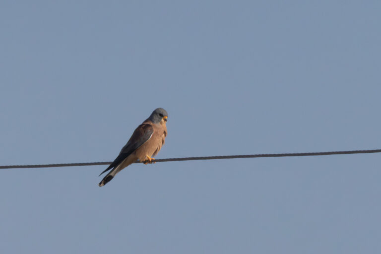 Rötelfalke