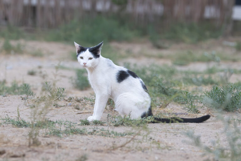 Katzen