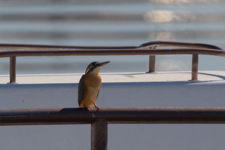 Eisvogel