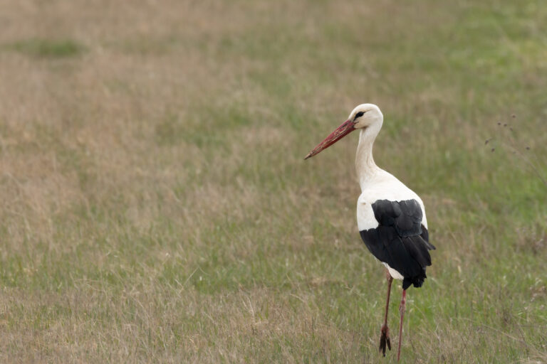 Weissstorch