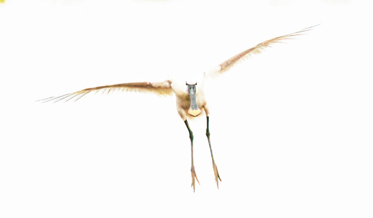 Löffler