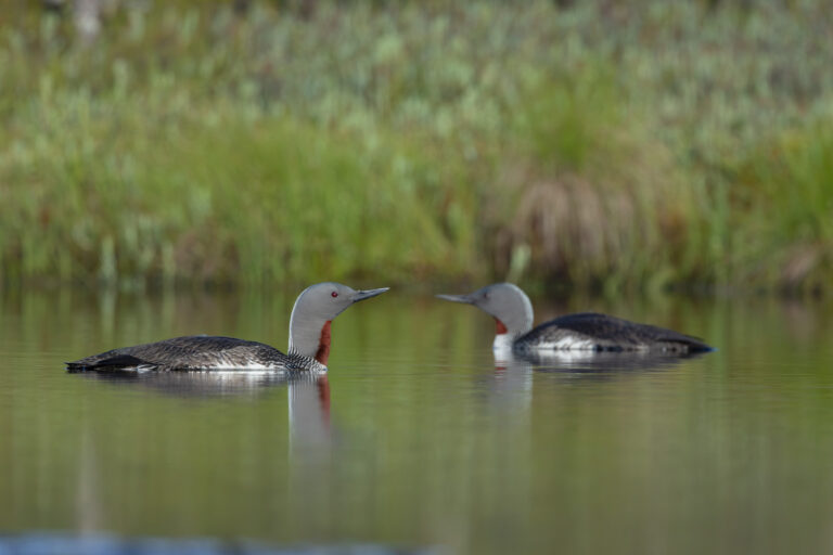 Sterntaucher