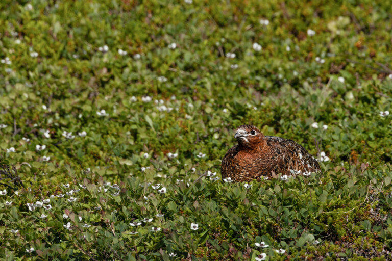 Moorschneehuhn