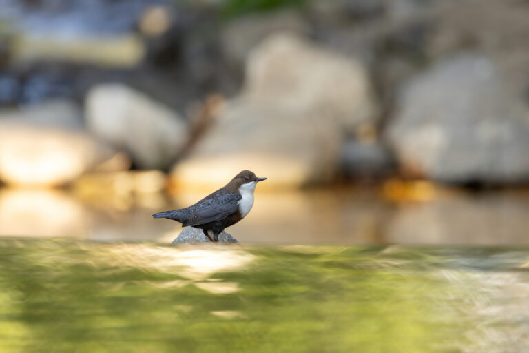 Wasseramsel