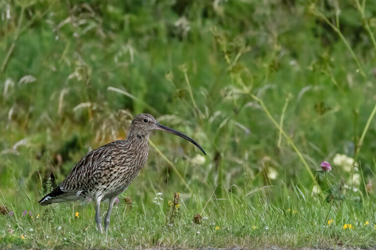 Grosser Brachvogel