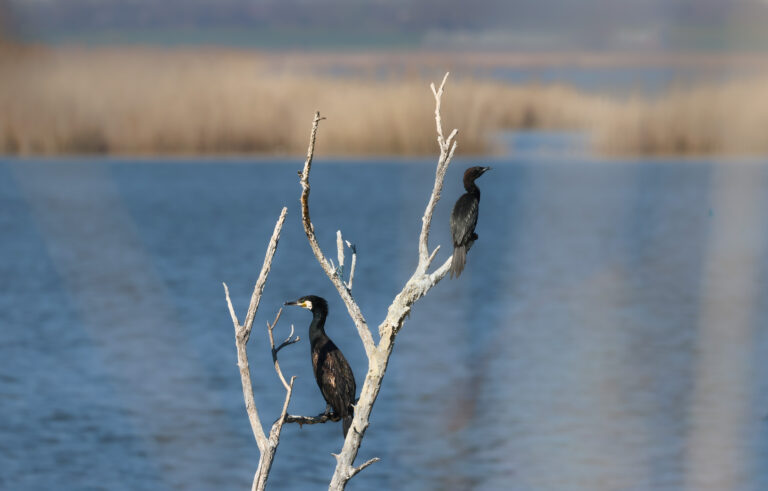 Kormoran
