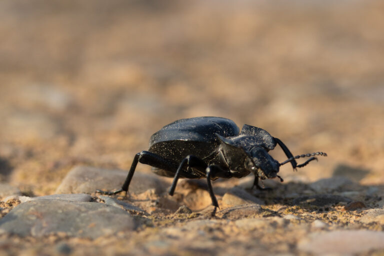 Schwarzkäfer | Darkling Beetle | Akis sp.