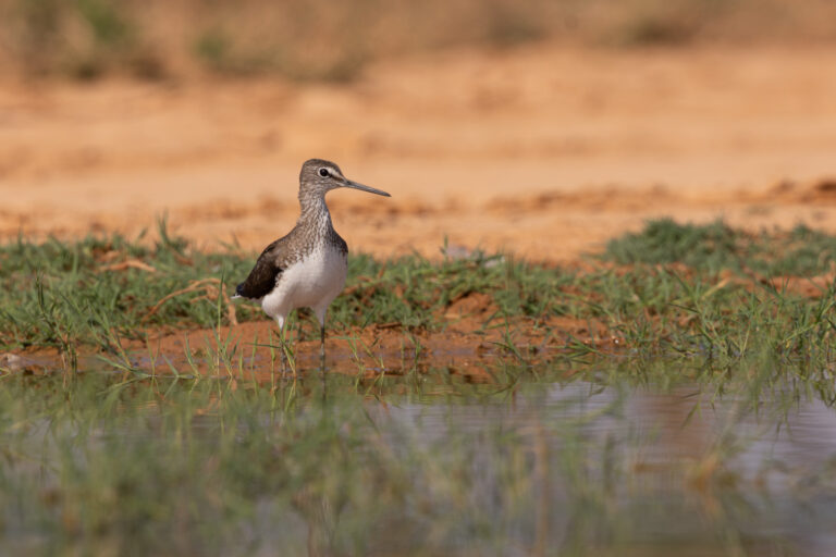 Waldwasserläufer