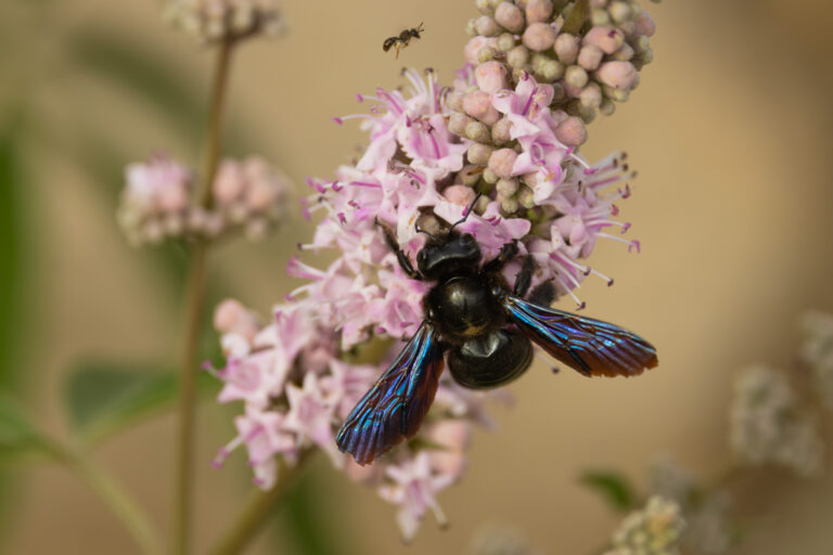 Blaue Holzbiene