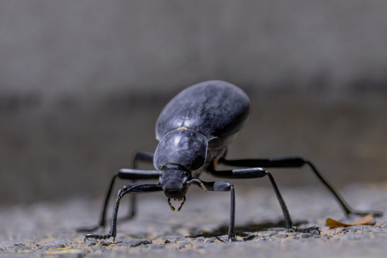 Schwarzkäfer | Darkling Beetle | Tenebrionidae