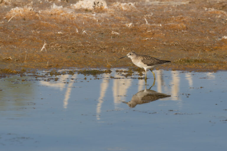 Bruchwasserläufer