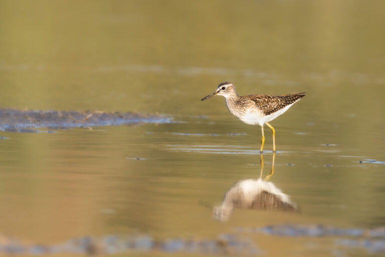 Bruchwasserläufer