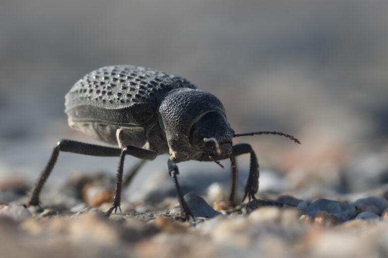 Schwarzkäfer | Darkling Beetle | Tenebrionidae