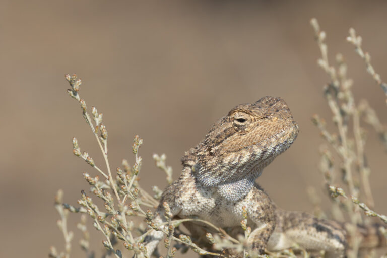 Reptilien
