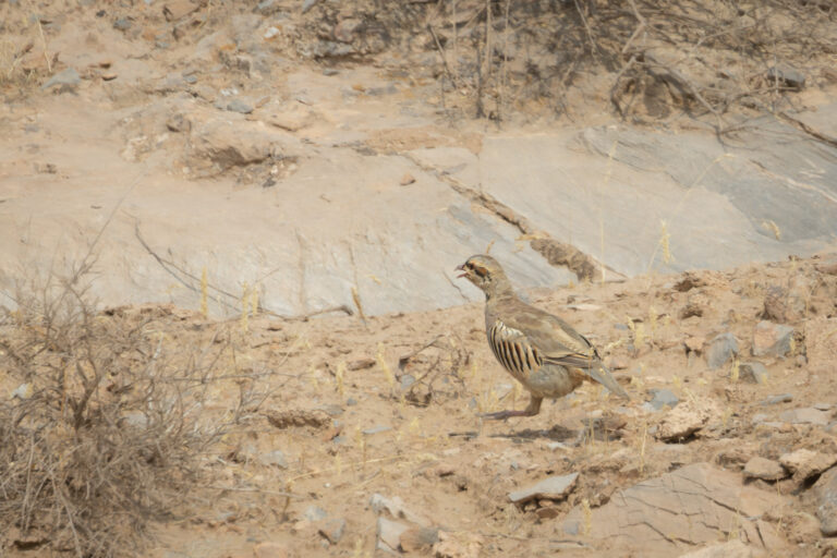 Chukarhuhn