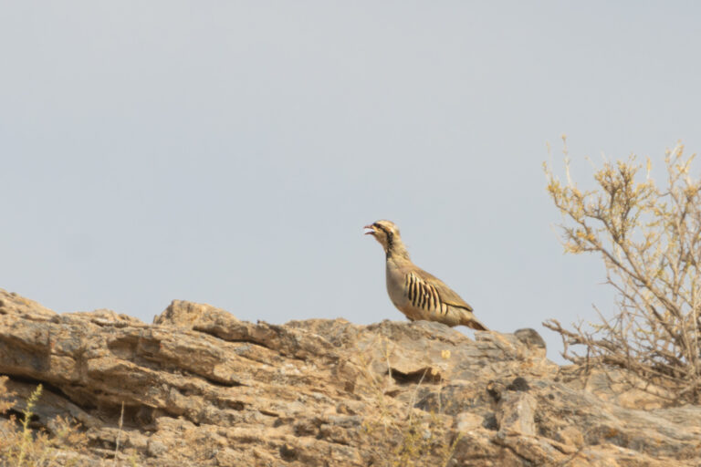Chukarhuhn
