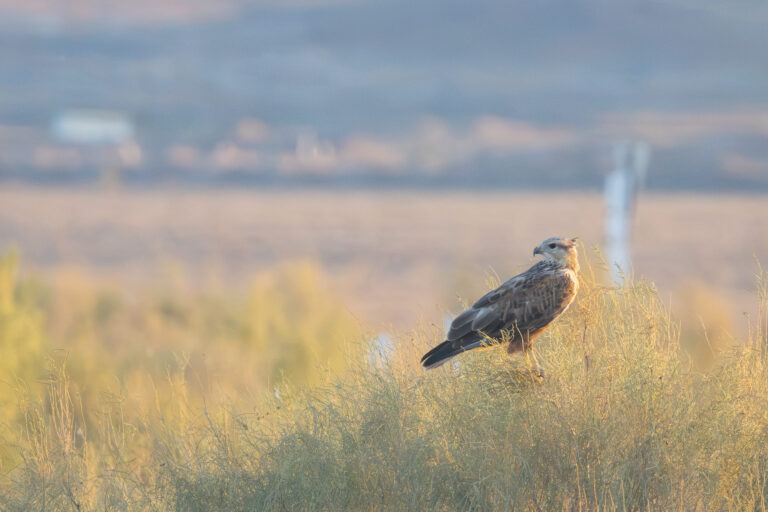 Adlerbussard