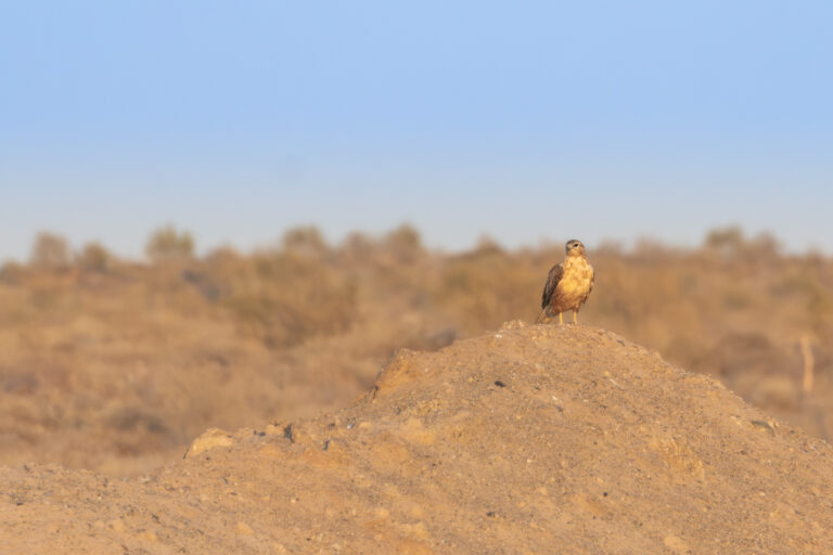 Adlerbussard