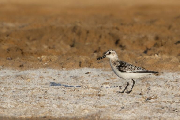 Sanderling